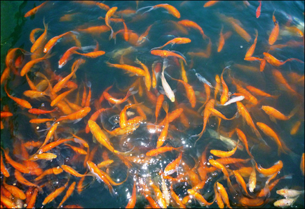 A pond of fish