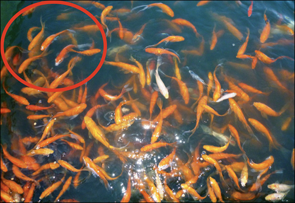 A pond of fish circling a small section of the pond in the lefthand corner