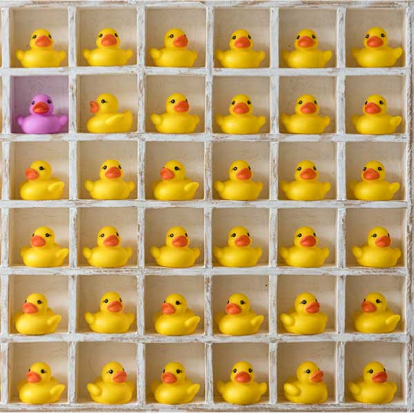 35 yellow rubber ducks and 1 purple rubber fuck