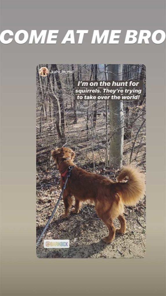 An Instagram story of a BarkBox supporter of a golden retriever on a walk with text 