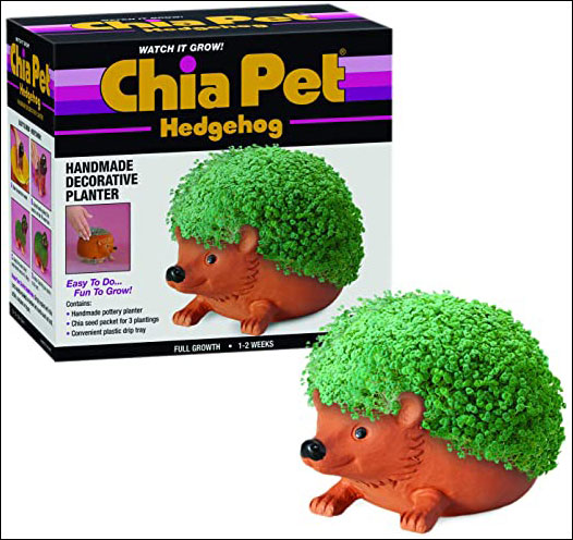 hedgehog chia pet